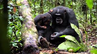 The Making Of Chimpanzee 2012 HD Exclusive [upl. by Nahtnanhoj]