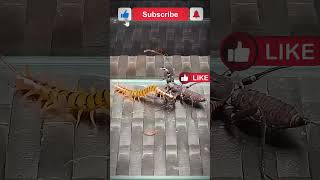 Vinegaroon vs Scolopendra 2  Uropygi vs centipede 2 [upl. by Nwahs338]