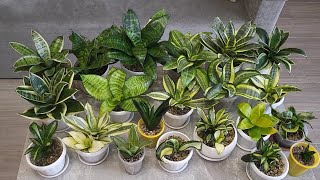 Сансевієрія Огляд ханічок в моїй колекції Sansevieria hahnii [upl. by Asila]