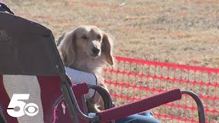 Bella Vista brings back corgi vs wiener dog races for 19th year [upl. by Emmons]