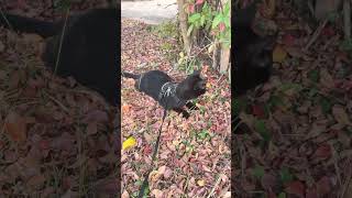 Fall cat funny cute [upl. by Nitsej]