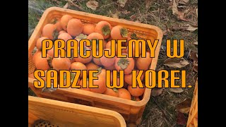 W KOREI KOREAŃSKA JESIEŃ Po polsku Po koreańsku [upl. by Autry164]