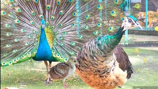 The family of Peafowl Peacock Peahen and Chick  Couple of Peacocks  Wildlife Park [upl. by Lowson]