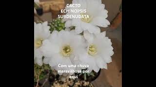 Cacto Echinopsis subdenudata e sua floração [upl. by Blus]