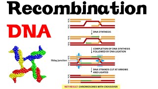 DNA recombination basic [upl. by Stepha235]