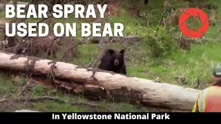 Bear Spray Used On Bear in Yellowstone National Park [upl. by Harihat]