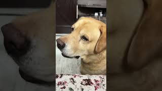 Funny dog video 😂😂😂😂😂😂😂😂 [upl. by Yrahcaz]