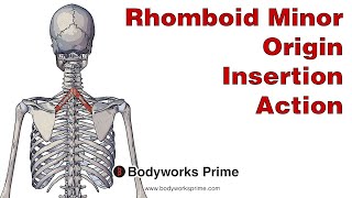 Rhomboid Minor Anatomy Origin Insertion amp Action [upl. by Ardrey]