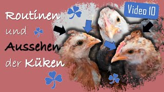 Hühner 10 ♀️♂️ Küken Geschlecht an KammFarbe amp Größe erkennen 🥚 Glucke legt wieder Eier 🐥 Routine [upl. by Bertram]