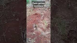 Pasto guinea mombasa pasto potrero ganadería ovinos cattle grass fyp viralvideo [upl. by Niknar]