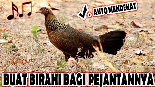 Suara  Bunyi Pikat Ayam Hutan Betina Paling Berkesan Untuk Pejantannya [upl. by Yrehc]