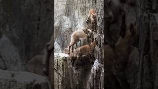 How Mountain Goats Master the Art of Climbing [upl. by Tnomel]