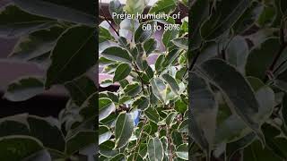 Ficus Benjamina A Weeping Fig [upl. by Refynnej255]