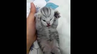 Dramatic Kitten Meme Template  Screaming Cat Meme [upl. by Baese701]