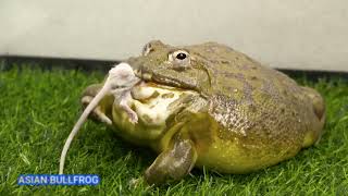 Giant African Bullfrog Eats LIVE WHITE MICE Warning Live Feeding [upl. by Napier811]