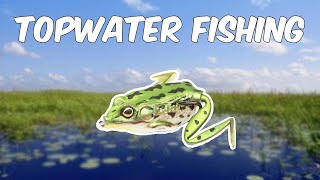 Bass Fishing With A TOPWATER FROG Lunkerhunt Pocketfrog [upl. by Rotkiv]