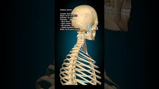 Scalenus Medius muscle humanbody shoulder anatomy humananatomy humananatomyandphysiology skul [upl. by Origra543]