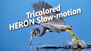 Tricolored HERON Slow motion [upl. by Nnyliram]