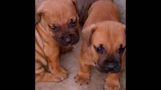 100 Pedigree Dog Puppies Available for sale in Nigeria [upl. by Cecily901]