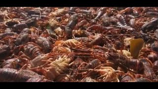 Hundreds of thousands of crayfish have washed up on Elands Bay in the Western Cape [upl. by Amando304]