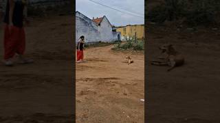 Choti Update trending funnyanimal streetdogchannel doglover pets petparents puppyvideos [upl. by Naasah]