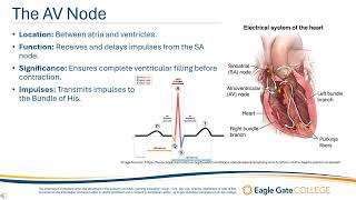 Electrical Anatomy and Physiology of the Heart [upl. by Matelda]