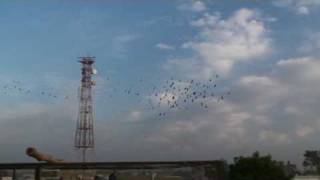 Multan pigeons [upl. by Guenzi194]