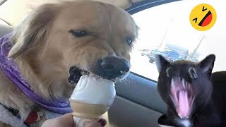 Funny Dogs And Cats Videos 2024 😅  Best Funniest Animal Videos Of The week 15 [upl. by Dorina]