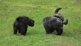 bouvier des flandres puppies [upl. by Atirb]