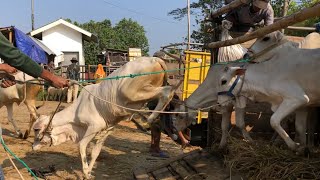 funny video cow jump from truck arrive at the marketcow video sound for kidsfunny cow [upl. by Dorella]