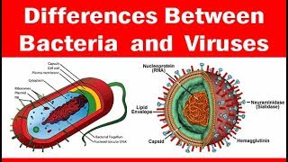 Viruses vs Bacteria  Whats The Difference [upl. by Roberts]