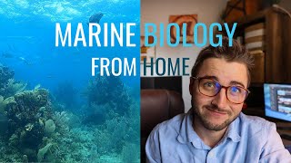 How to Become a Marine Biologist ONLINE  Creative Opportunities for Experience [upl. by Sessler264]