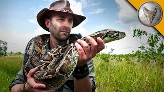 Giant Snake of the Everglades  The Invasive Burmese Python [upl. by Colly]