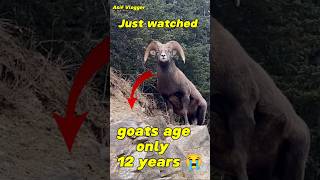 Unbelievable mountain goats Age only 12 years 😭🐐 [upl. by Dnob]