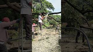 Chainsawer cutting branch of trees chainsawman cutting tree branch [upl. by Argyle]