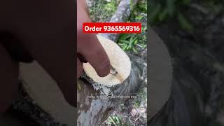 Why so expensive this tree  agar tree inoculation process  agriculture farming agarwood tree [upl. by Sucramel]