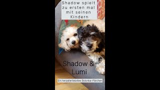 Bolonka „Shadow“ spielt mit seinen Kindern [upl. by Kciv]