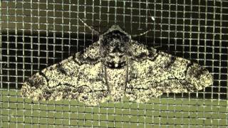 Peppered Moth Geometridae Biston betularia [upl. by Llen213]