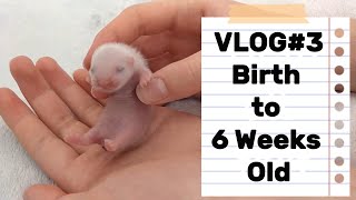 Ferret BREEDER Diary  3 Kit Development Birth to 6 Weeks [upl. by Andeee783]