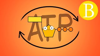 🔥 ¿Qué es el ATP  Adenosín trifosfato  Biología Desde Cero [upl. by Acinoj]