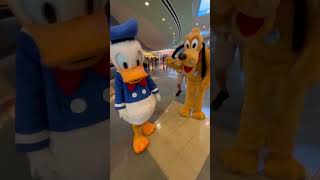 Meeting Donald Duck at WDW 🎂 disney disneyworld disneycharacters disneyparks [upl. by Kraus]