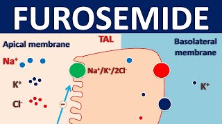 Furosemide  Mechanism side effects interactions and indications [upl. by Kilan]