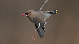 Waxwing Our Winter visitor such a beautiful bird so elegant Nikon Z9 Nikon 180600 [upl. by Light148]