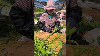 The drying method of dried tribute vegetables satisfying farm [upl. by Morel]