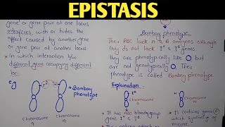 Epistasis Genetics  Bombay Phenotype  Class 12 Biology [upl. by Zaccaria]