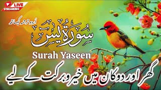 🔴 LIVE  Surah Yaseen  Beautiful Tilawat Quran Hafiz Masood اُردو ترجمہ [upl. by Pellet104]