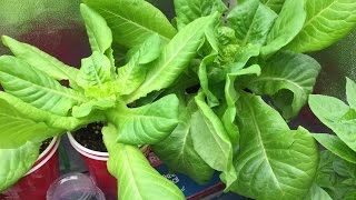 How to Grow Lettuce Indoors and Harvest Many Times [upl. by Klara919]