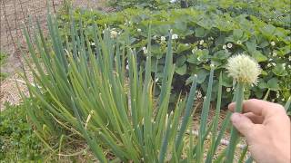 Perennial Garden Series Bunching Onions [upl. by Korfonta]