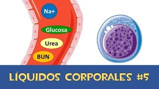 Líquidos Corporales 5 💧 Electrolitos y Osmolaridad [upl. by Kristan]