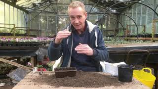 How to grow aquilegia from seed at stinky ditch nursery March’20 [upl. by Enimsaj31]